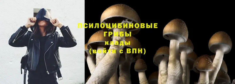 купить   mega tor  Псилоцибиновые грибы MAGIC MUSHROOMS  Вязьма 